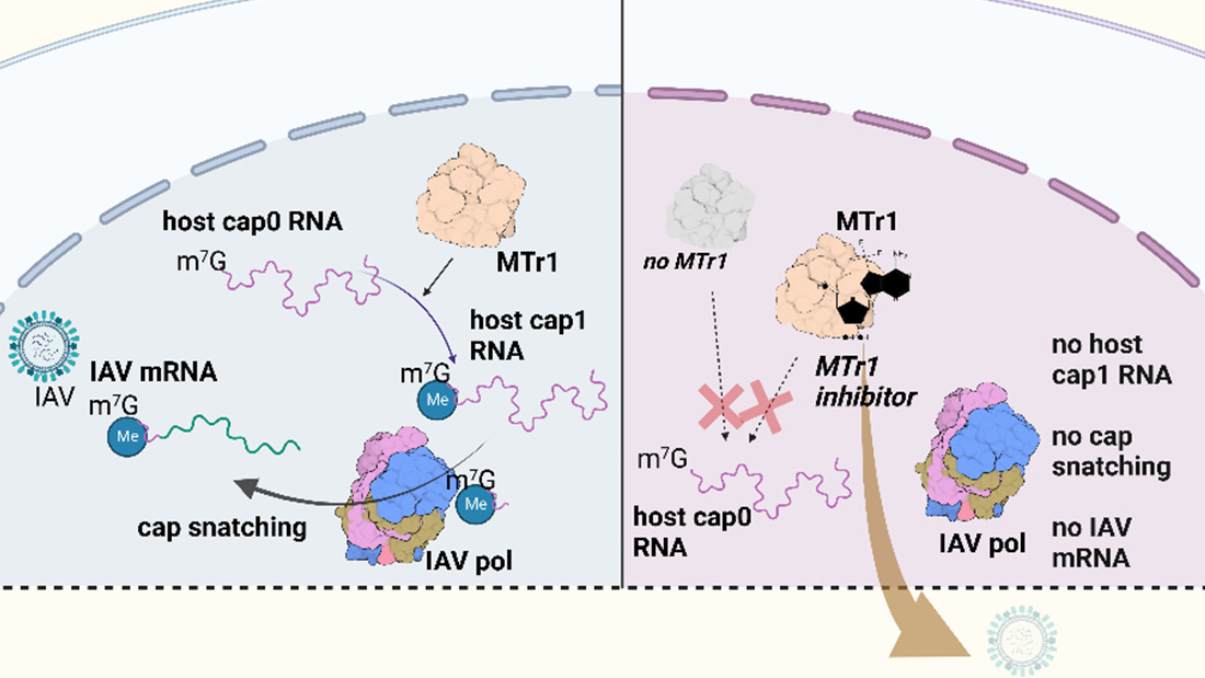 IAV-Replikation in Anwesenheit oder Abwesenheit von MTr1