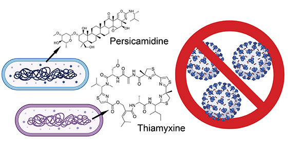 Naturstoffe Persicamidine und Thiamyxine