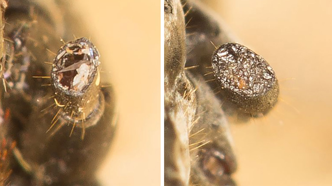 Behandlung von Verletzung