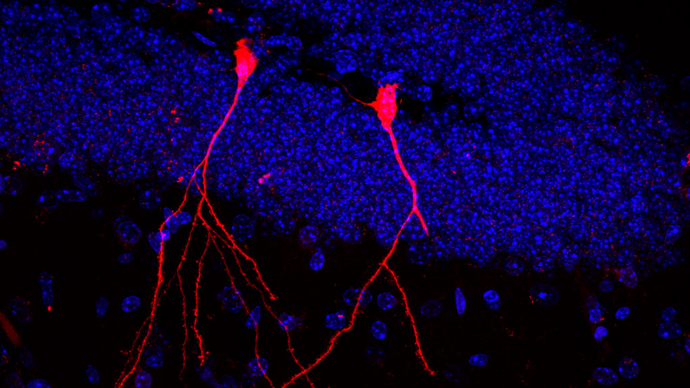 beitrag_40x-HC-OMV-Cre-projection-DAPI-dT-merged.gif Darmbakterien
