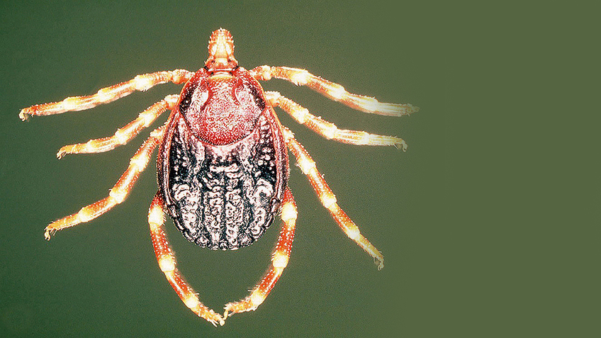 Krim-Kongo-hämorrhagisches-Fieber-Virus (CCHFV)