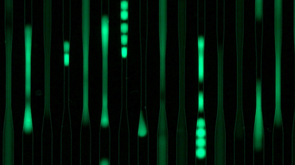 newsimage349999.gif Progressive Mechanoporation