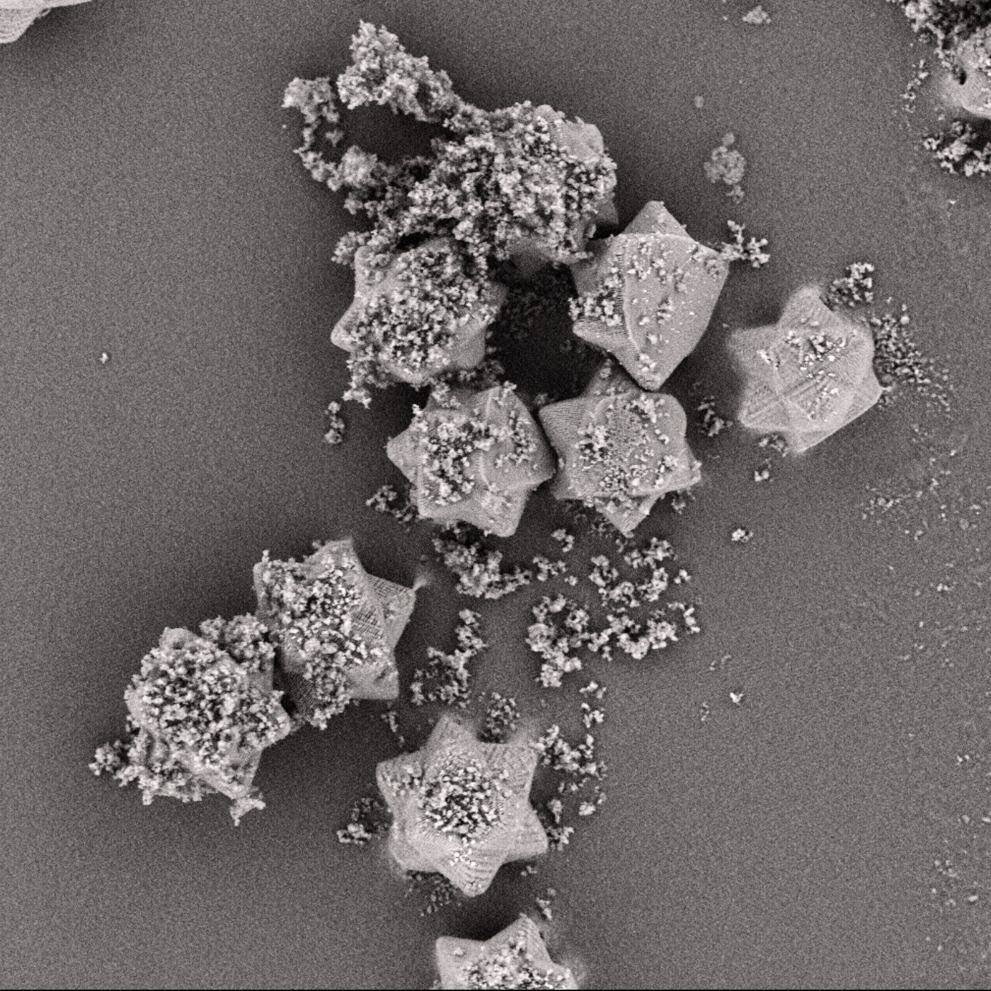 Die Form Pharmacone unter dem Rasterelektronenmikroskop.