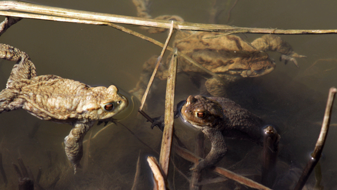 Erdkröten im Teich des Botanischen Gartens der Universität Ulm
