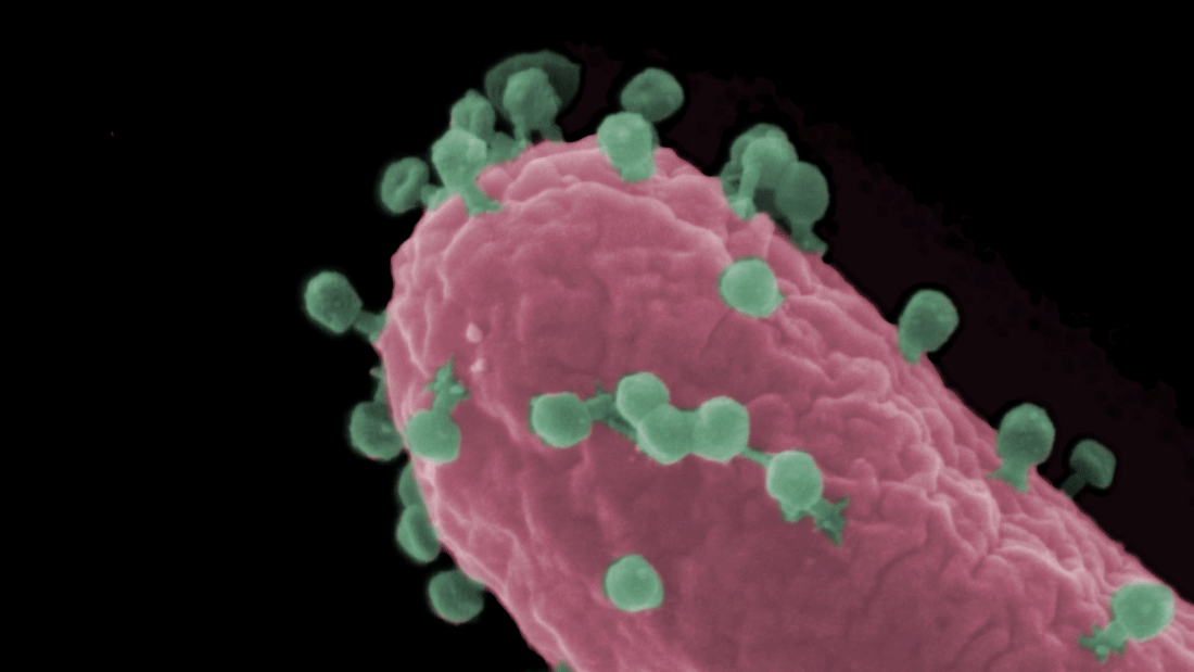 Rasterelektronenmikroskopische Aufnahme einer Escherichia coli-Zelle (rot), die von Bakteriophagen (grün) infiziert wird