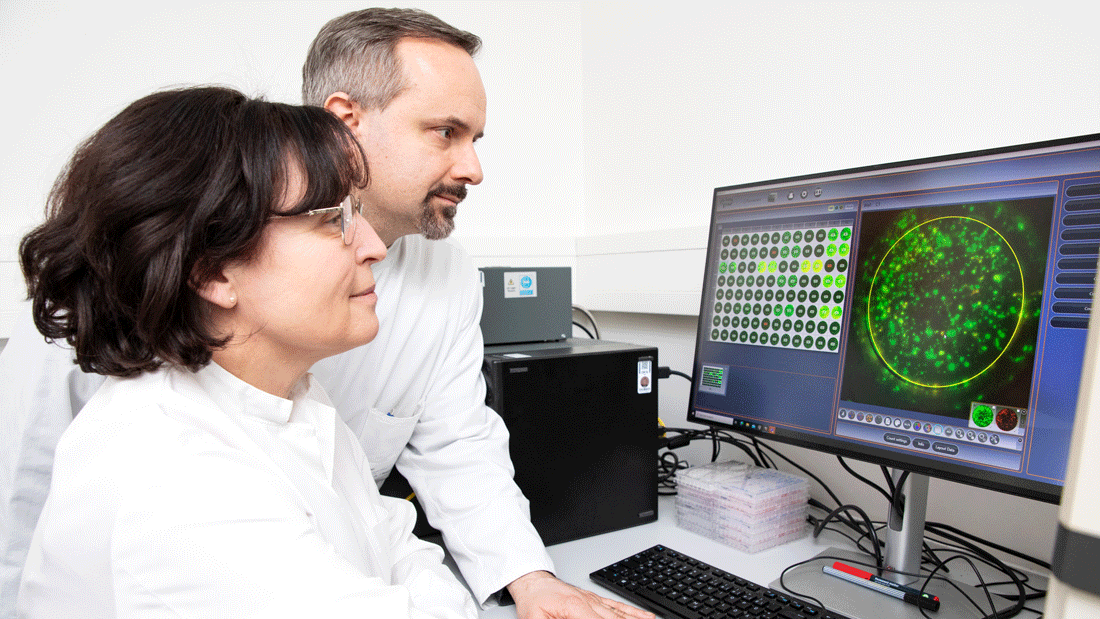 Prof. Dr. Britta Eiz-Vesper und Prof. Dr. Thomas Skripuletz analysieren am Bildschirm die Ergebnisse eines Tests, der Virus-spezifische T-Zellen im Blut eines PML-Patienten sichtbar macht. 