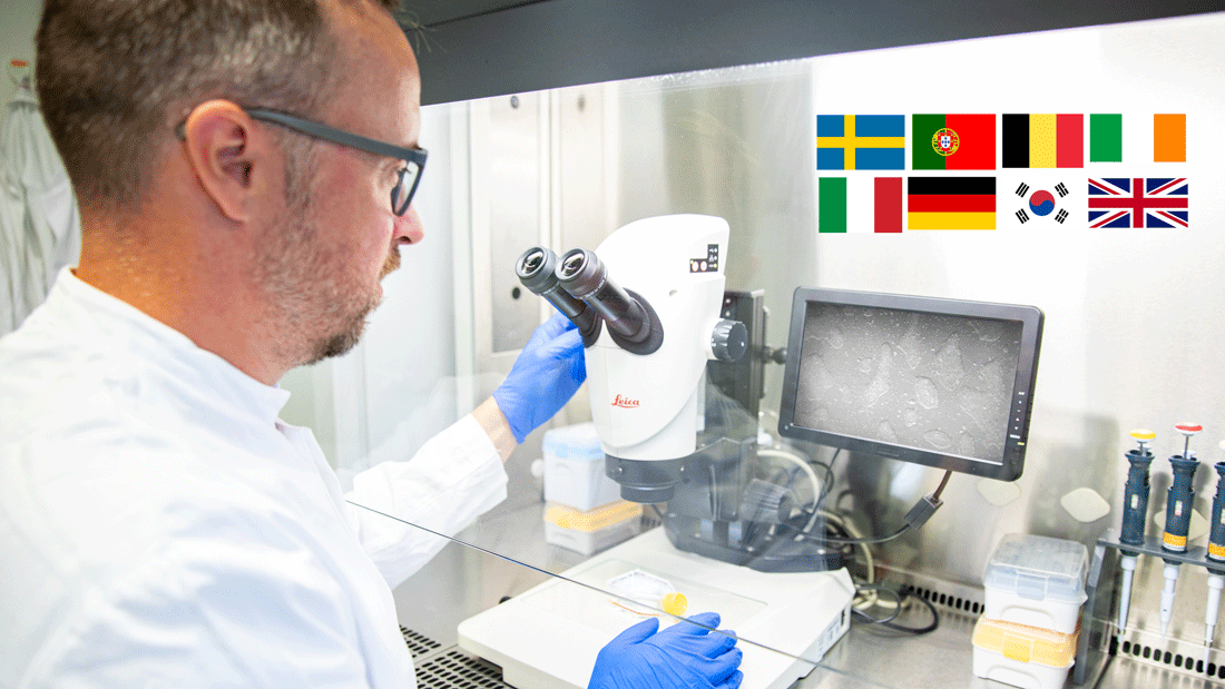 Prof. Dr. Nico Lachmann schaut sich Makrophagen unter dem Mikroskop an. Auf dem Foto sind die Flaggen der am Projekt beteiligten Länder zu sehen.