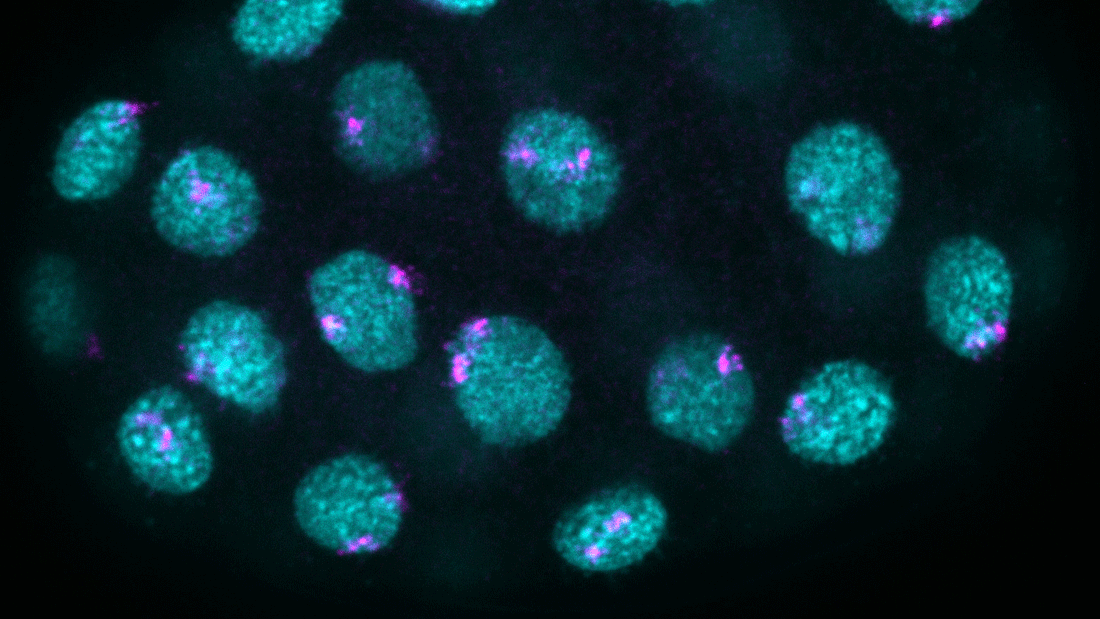 Zellkerne (Türkis) und DNA (Magenta) eines C. elegans-Embryos. Jedes Magenta-Signal markiert ein einzelnes DNA-Molekül. Indem die Forschenden die Moleküle einzeln verfolgten, machten sie deren Faltung und Organisation sichtbar.