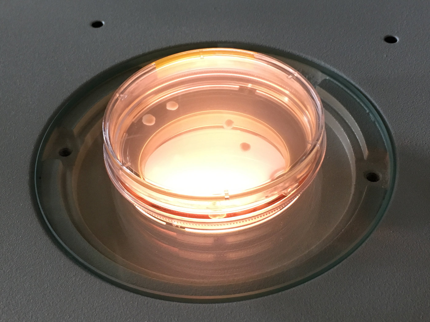 Zerebrale Organoide von Schimpansen in der Petrischale