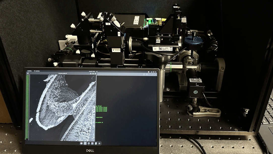  Lichtblattmikroskop mit neu entwickelter Plattform beim Scan einer Hörschnecke